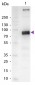 Anti-Monkey IgM (mu chain)  Secondary Antibody